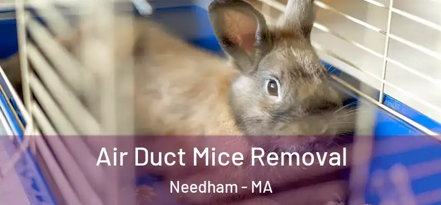 Air Duct Mice Removal Needham - MA